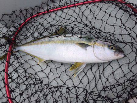 アマテラス 釣果