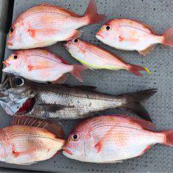 釣鯛洋 釣果