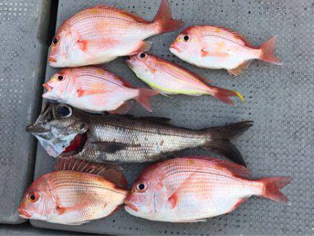 釣鯛洋 釣果