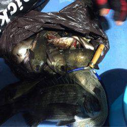 ヤザワ渡船 釣果