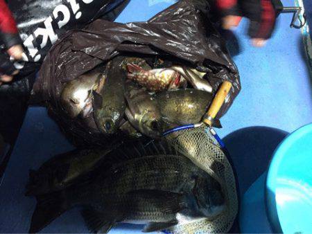 ヤザワ渡船 釣果