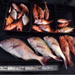 渡船屋たにぐち 釣果