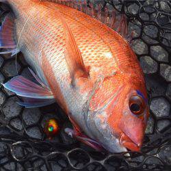 第二 海洋丸 釣果