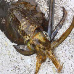 第二 海洋丸 釣果