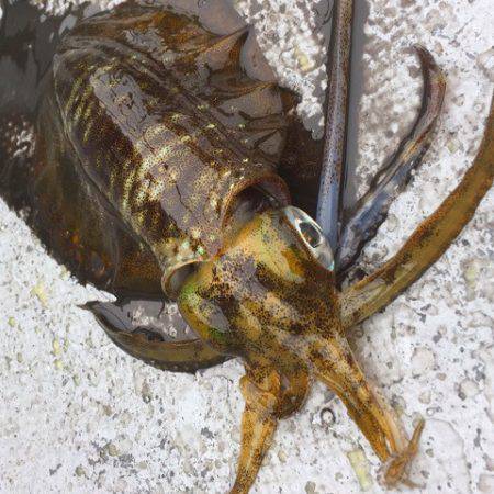 第二 海洋丸 釣果