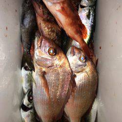 龍神丸(鹿児島) 釣果