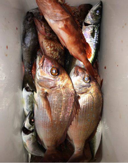 龍神丸(鹿児島) 釣果