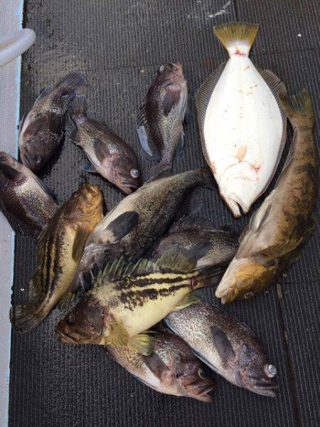 シーランチ 釣果