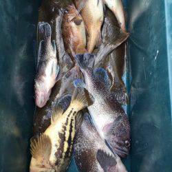 シーランチ 釣果