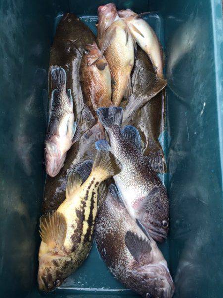 シーランチ 釣果