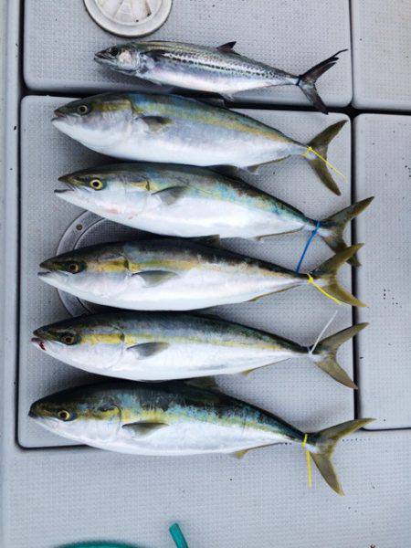 SeaRide(シーライド) 釣果