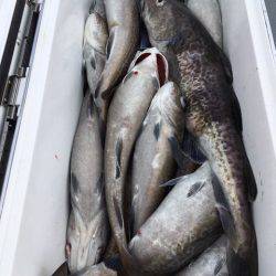 エヌスタイル 釣果