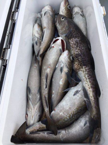 エヌスタイル 釣果