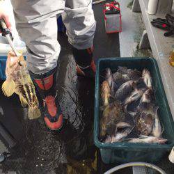 シーランチ 釣果