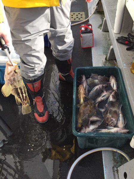 シーランチ 釣果