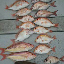 海季丸（みきまる） 釣果