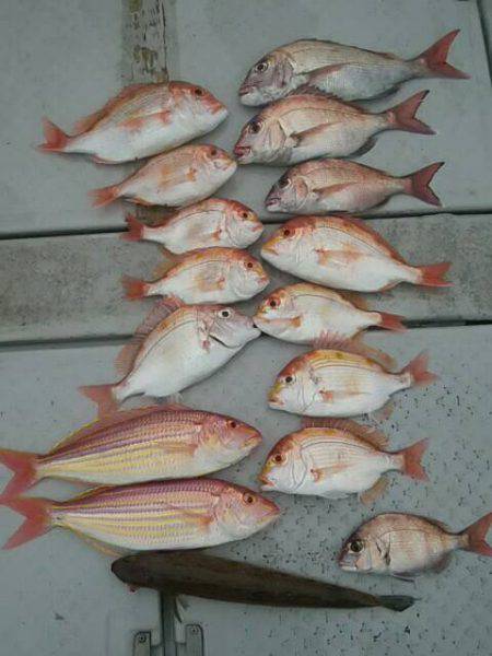 海季丸（みきまる） 釣果