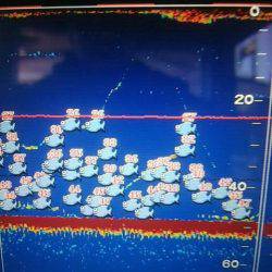 海季丸（みきまる） 釣果