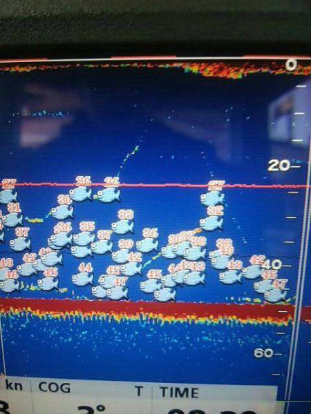 海季丸（みきまる） 釣果