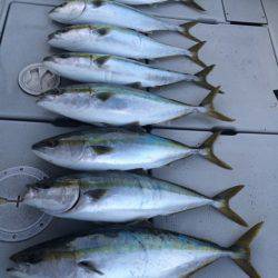 SeaRide(シーライド) 釣果