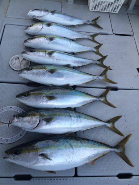 SeaRide(シーライド) 釣果