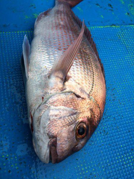 太平丸 釣果