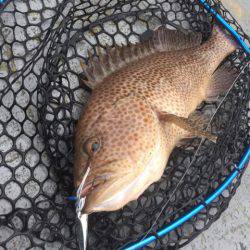 第二 海洋丸 釣果