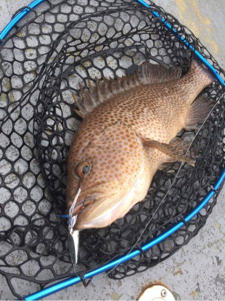 第二 海洋丸 釣果