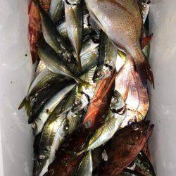 龍神丸(鹿児島) 釣果