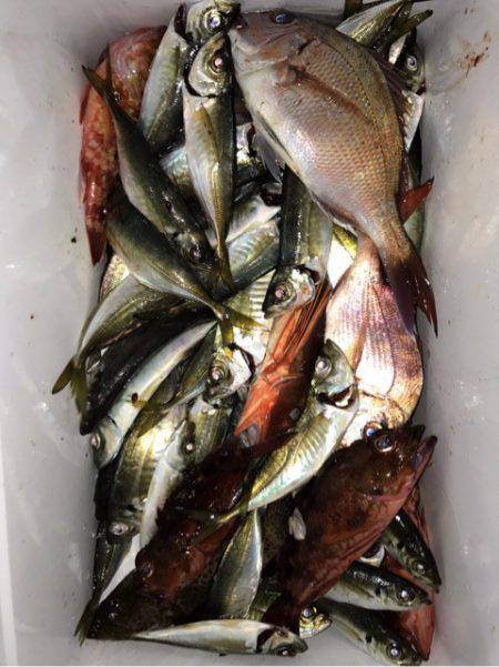 龍神丸(鹿児島) 釣果