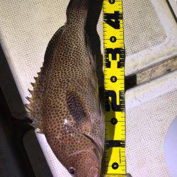 龍神丸(鹿児島) 釣果