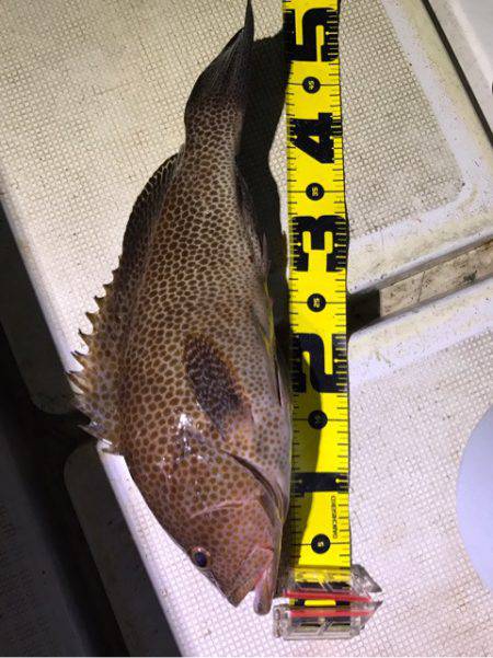 龍神丸（鹿児島） 釣果