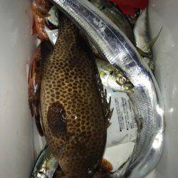 龍神丸(鹿児島) 釣果