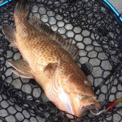 第二 海洋丸 釣果