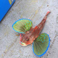 第二 海洋丸 釣果