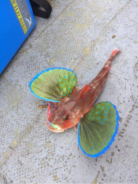 第二 海洋丸 釣果