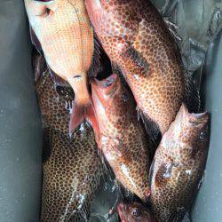 龍神丸(鹿児島) 釣果