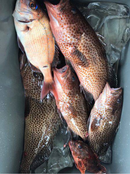 龍神丸(鹿児島) 釣果