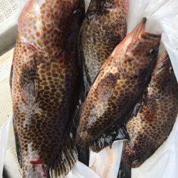 龍神丸(鹿児島) 釣果