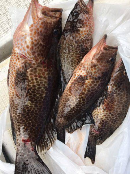 龍神丸（鹿児島） 釣果