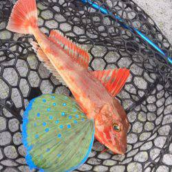 第二 海洋丸 釣果