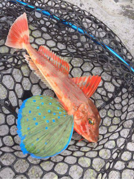 第二 海洋丸 釣果