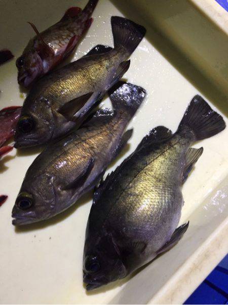 ヤザワ渡船 釣果