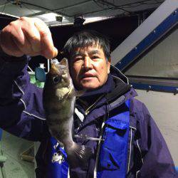 ヤザワ渡船 釣果