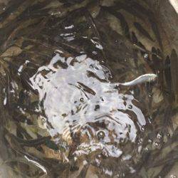 「LaGooN」蒼陽丸 日和号 釣果