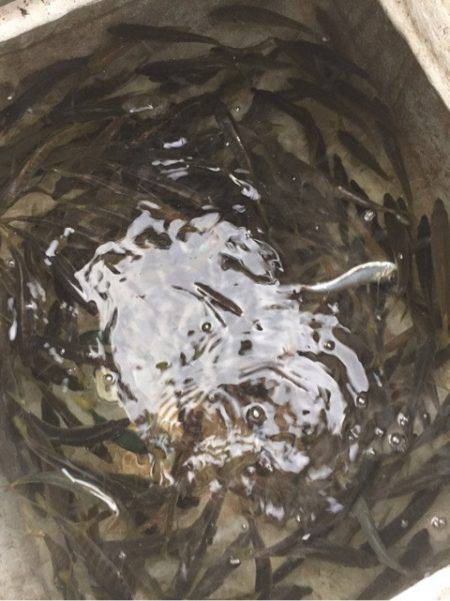 「LaGooN」蒼陽丸 日和号　 釣果