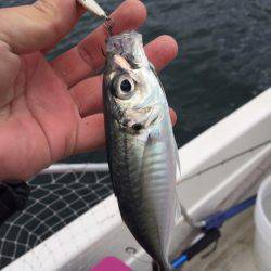 「LaGooN」蒼陽丸 日和号 釣果