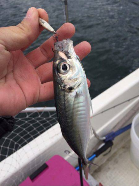 「LaGooN」蒼陽丸 日和号 釣果