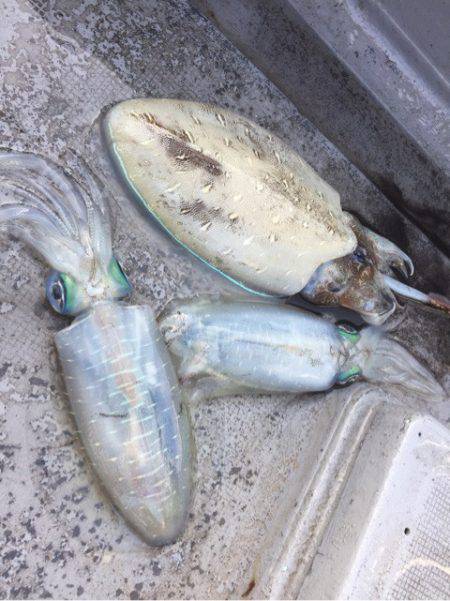 第二 海洋丸 釣果