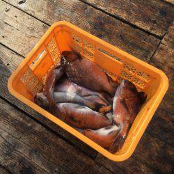 釣り堀水宝 釣果